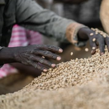 Yirgacheffe (Ethiopia) Coffee Dual Pack (Two 8oz bags)