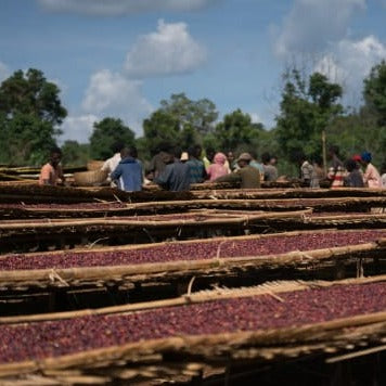 Yirgacheffe (Ethiopia) Coffee Dual Pack (Two 8oz bags)