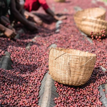 Yirgacheffe (Ethiopia) Coffee Dual Pack (Two 8oz bags)