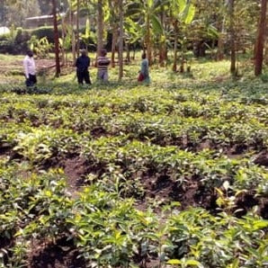 Murambi (Congo) Coffee