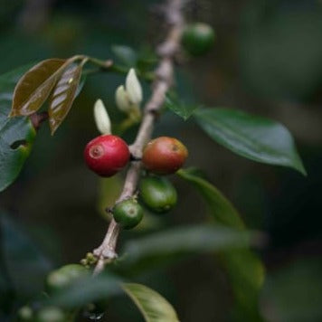 Queen's Gambit Blend (Colombia) Coffee – Queen Bee Coffee Company